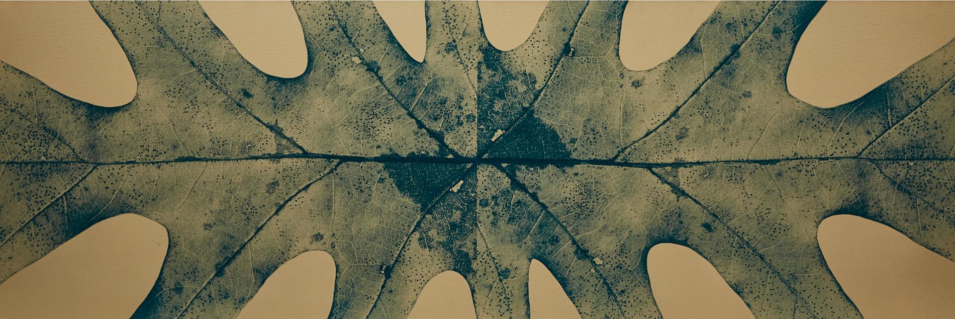 Ray Charles White (1961) - Double Inverted Oakleaf, 1995