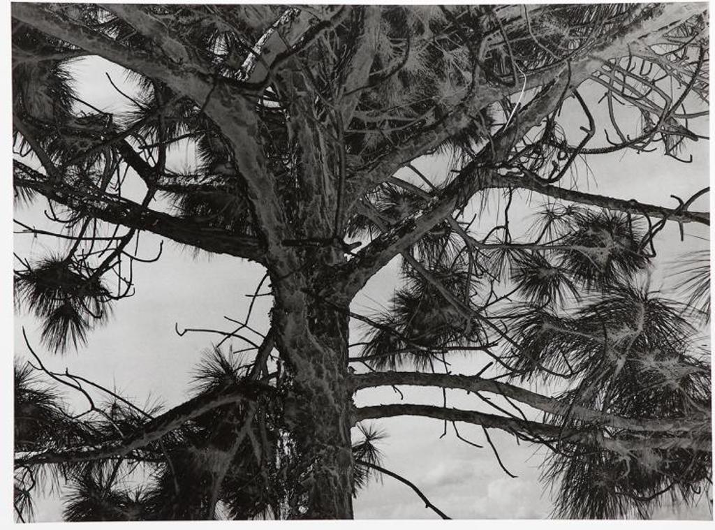 Pierre Charrier (1955) - Untitled