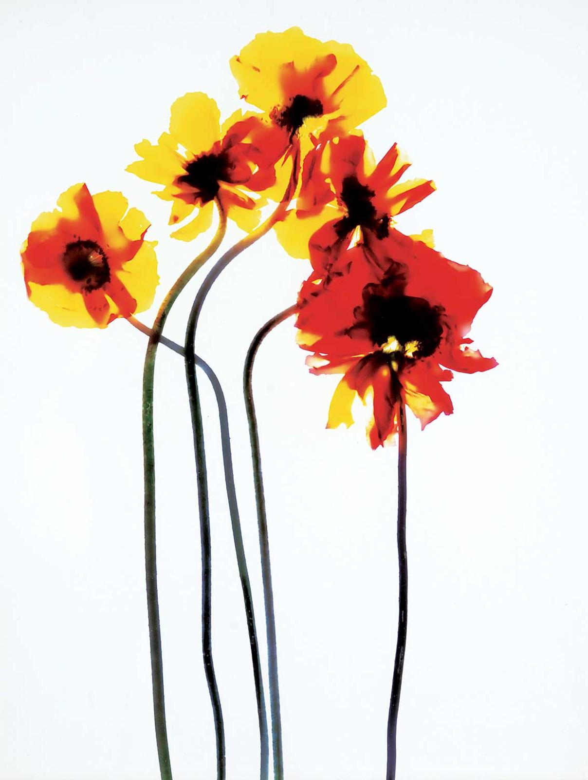 Adam Fuss (1961) - Untitled #5813