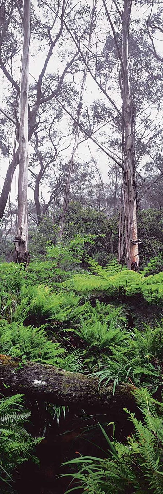 Peter Lik (1959) - Silver Gums #10/950