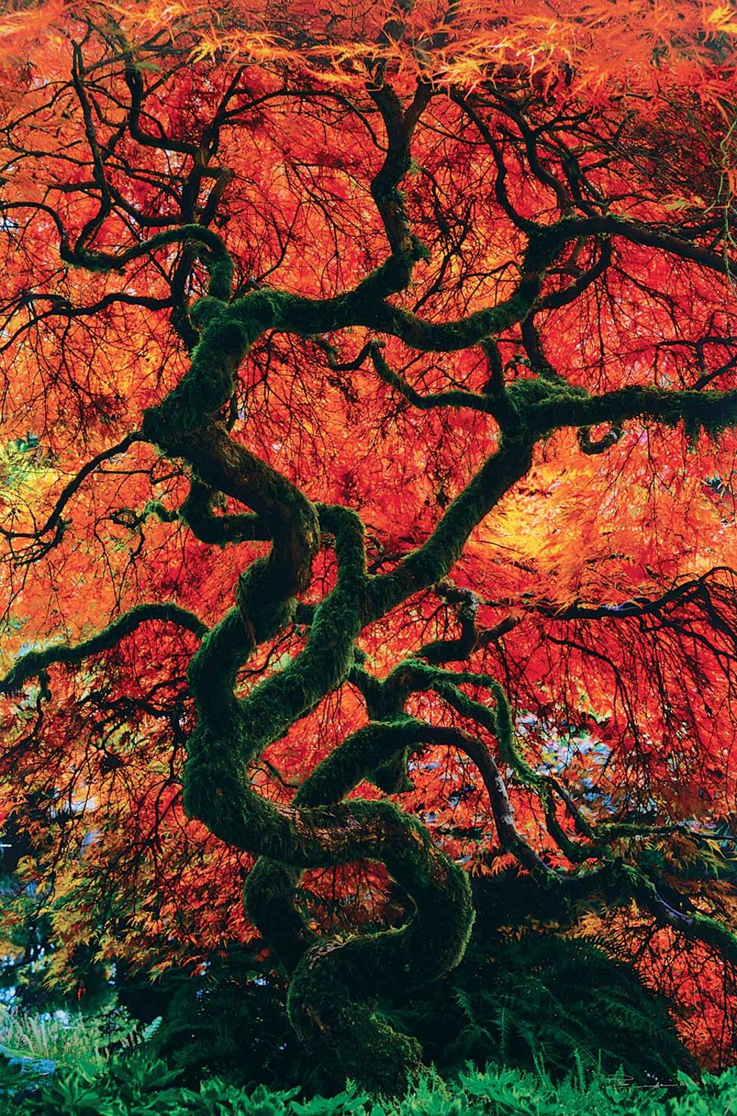 Peter Lik (1959) - Infinity Tree #304/950