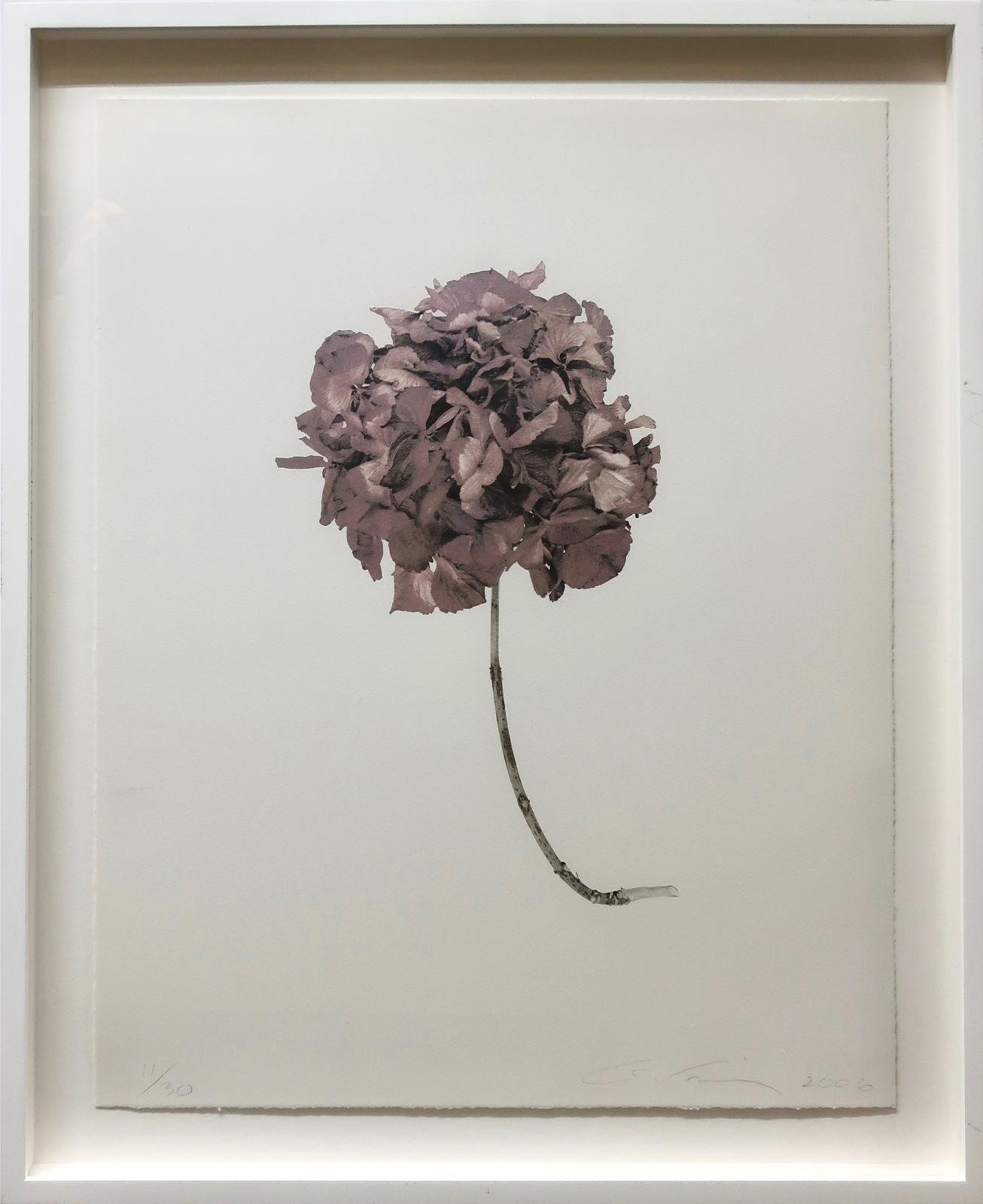 Geneviève Cadieux (1955) - Sans Titre (Hortensia), 2006