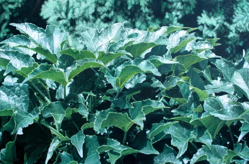 Vladimir Sevcik (1949) - LEAVES #6; 1996