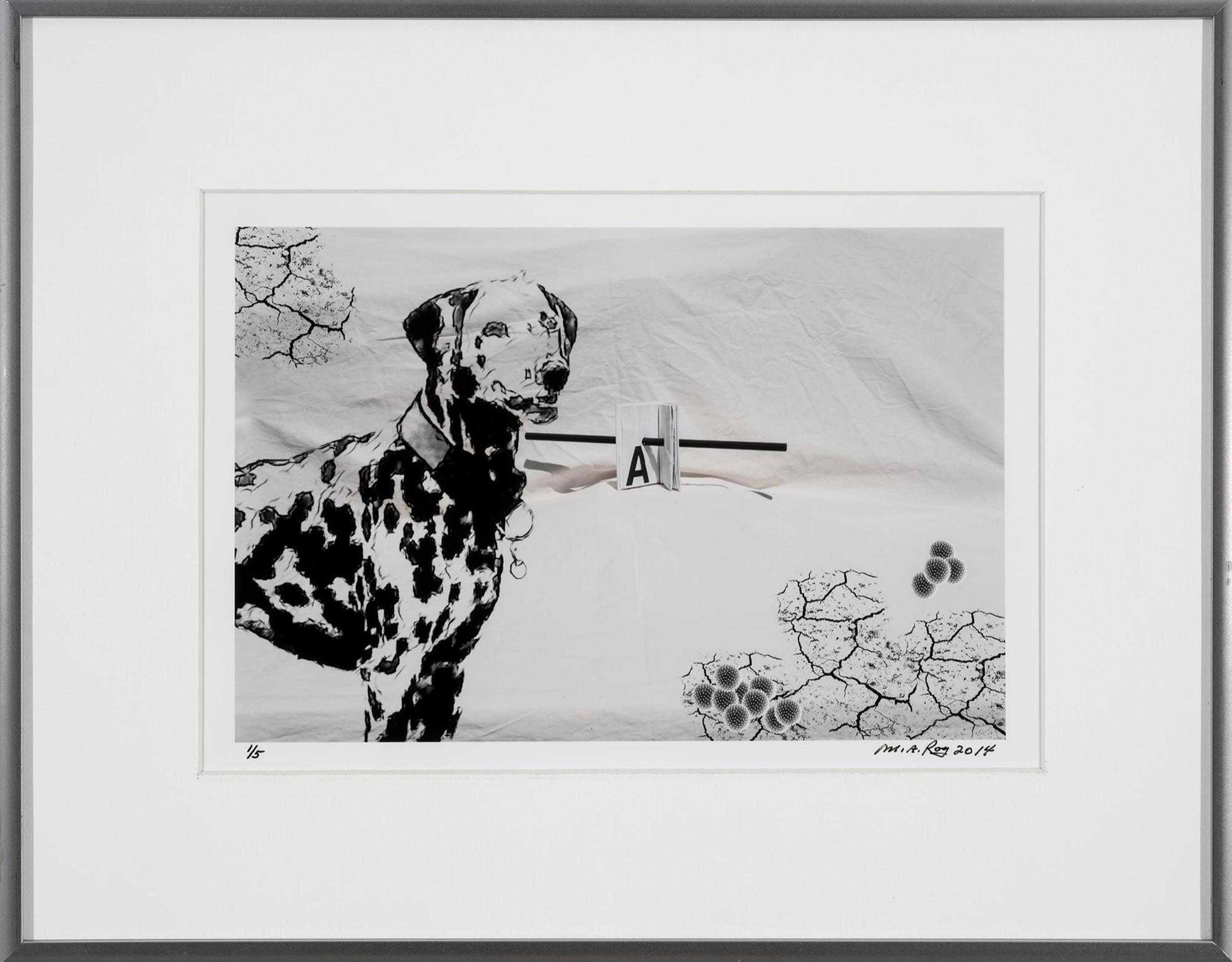 Marc-André Roy - A au chien, 2014