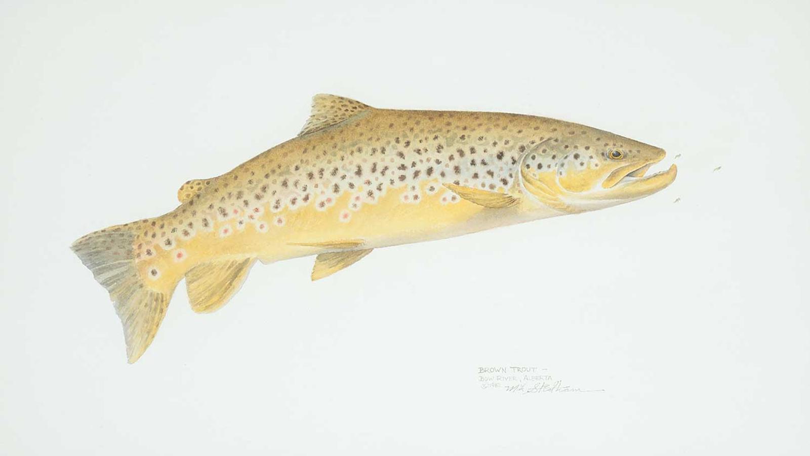 Mike Stidham - Brown Trout - Bow River, Alberta