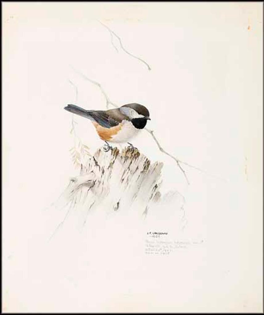 James Fenwick Lansdowne (1937-2008) - Parus Hudsonicus Hudsonicus