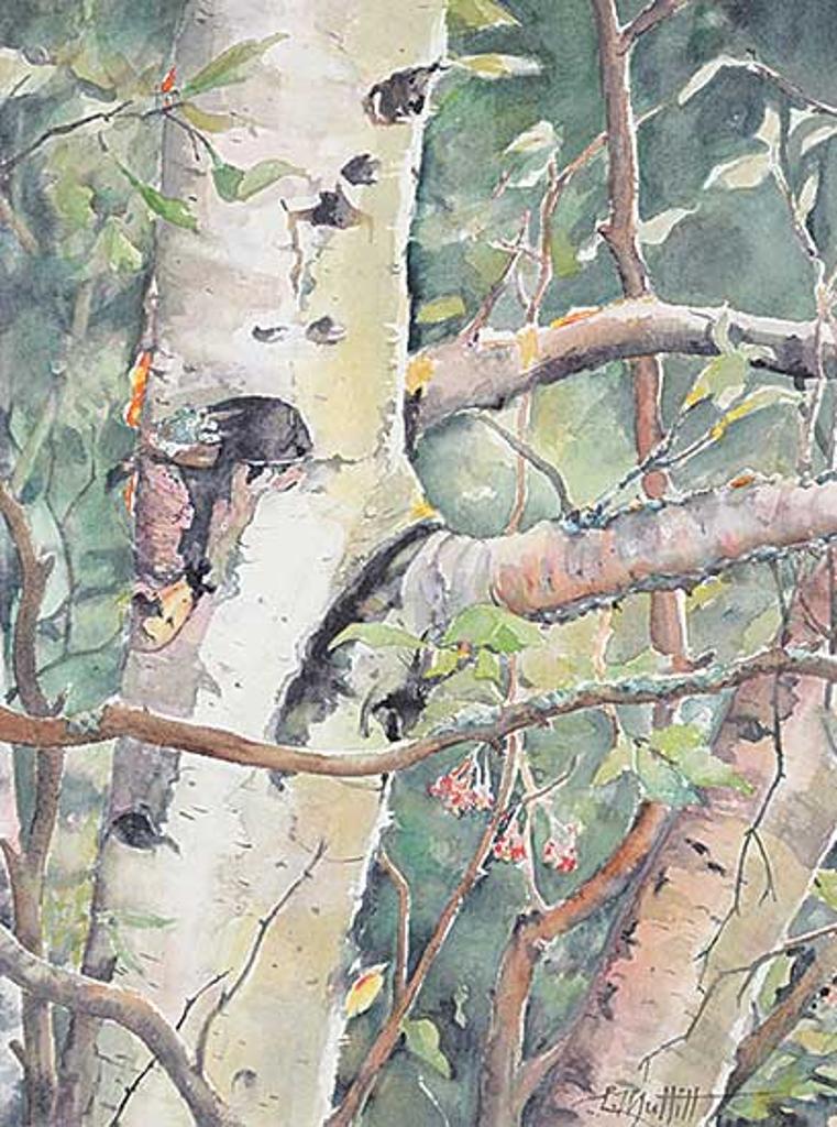 Linda Muttitt - Untitled - Birch Views
