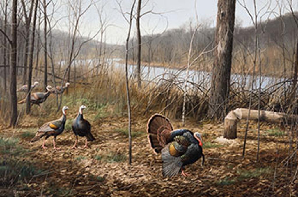 David A. Maass (1929) - Wild Turkeys