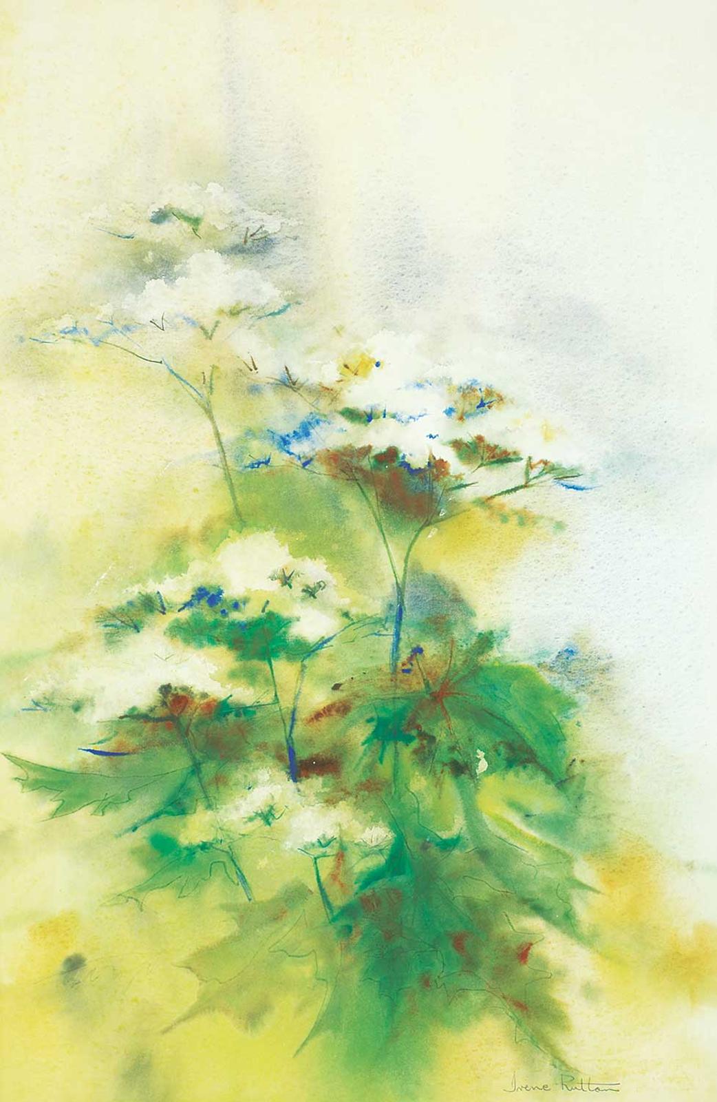 Irene Ruttan - Untitled - Cow Parsnips