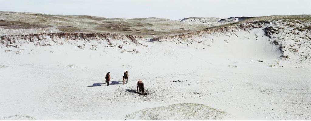 Thaddeus Holownia (1949) - Sable Island 1985-1994 #12
