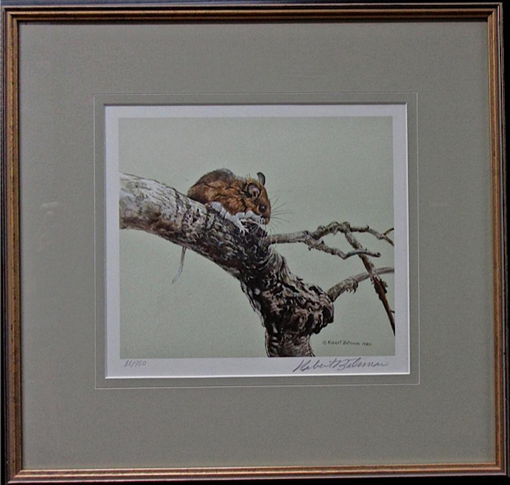Robert Mclellan Bateman (1930-1922) - White-Footed Mouse On Aspen; White-Footed Mouse Study