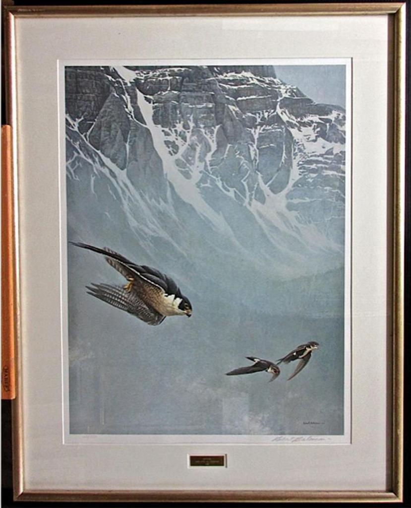 Robert Mclellan Bateman (1930-1922) - Peregrine Falcon And White-Throated Swifts