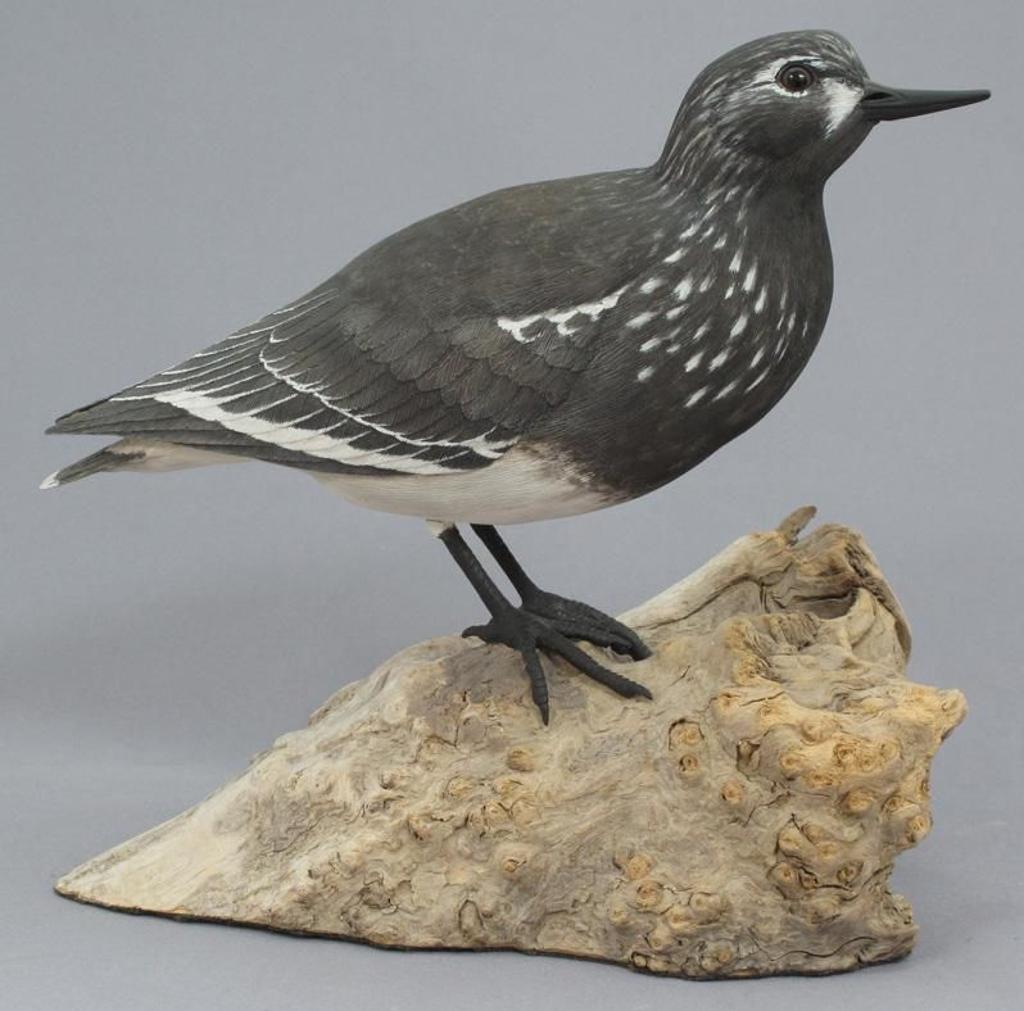 Peter Sawatzky (1951) - Black Turnstone; 1982
