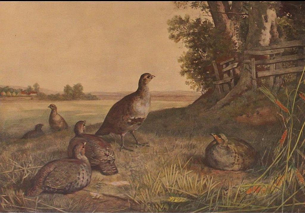 Archibald Thornburn (1860-1935) - A COVEY UNDISTURBED