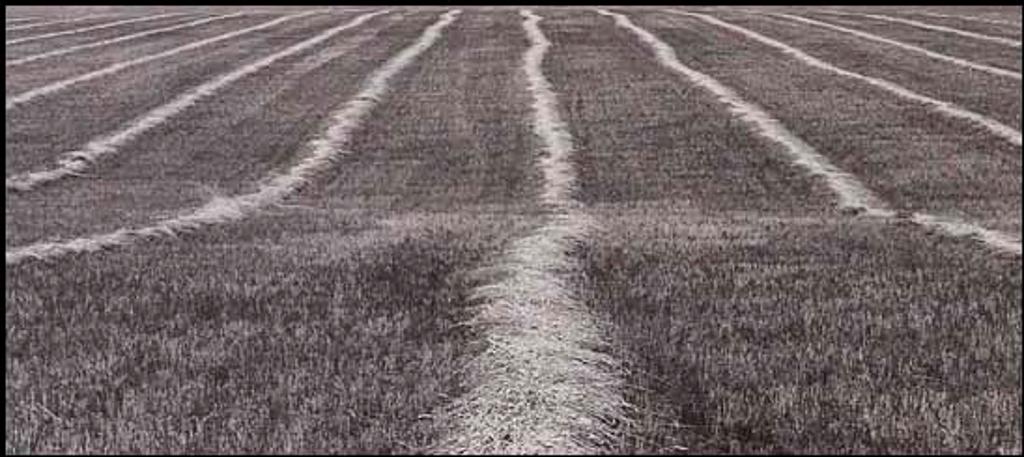 Donald Dunsmore (1941) - Field #1 (01168/2013-2084)