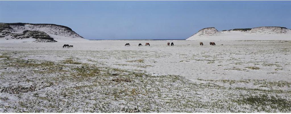 Thaddeus Holownia (1949) - Sable Island, 1985-1994 #8