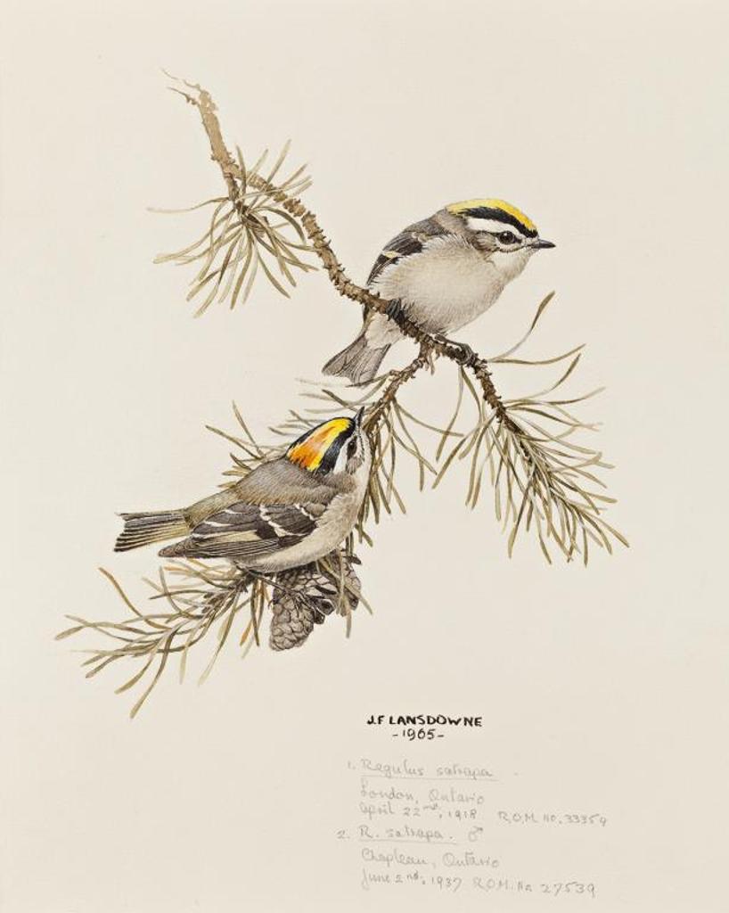 James Fenwick Lansdowne (1937-2008) - Golder-Crowned Kinglets
