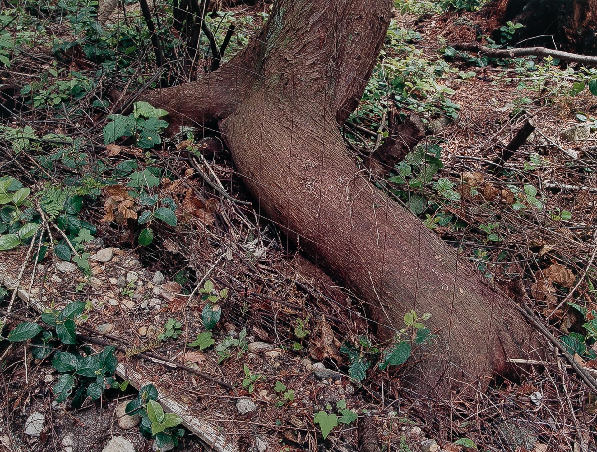 Scott Mcfarland (1975) - Property Divide, 2001