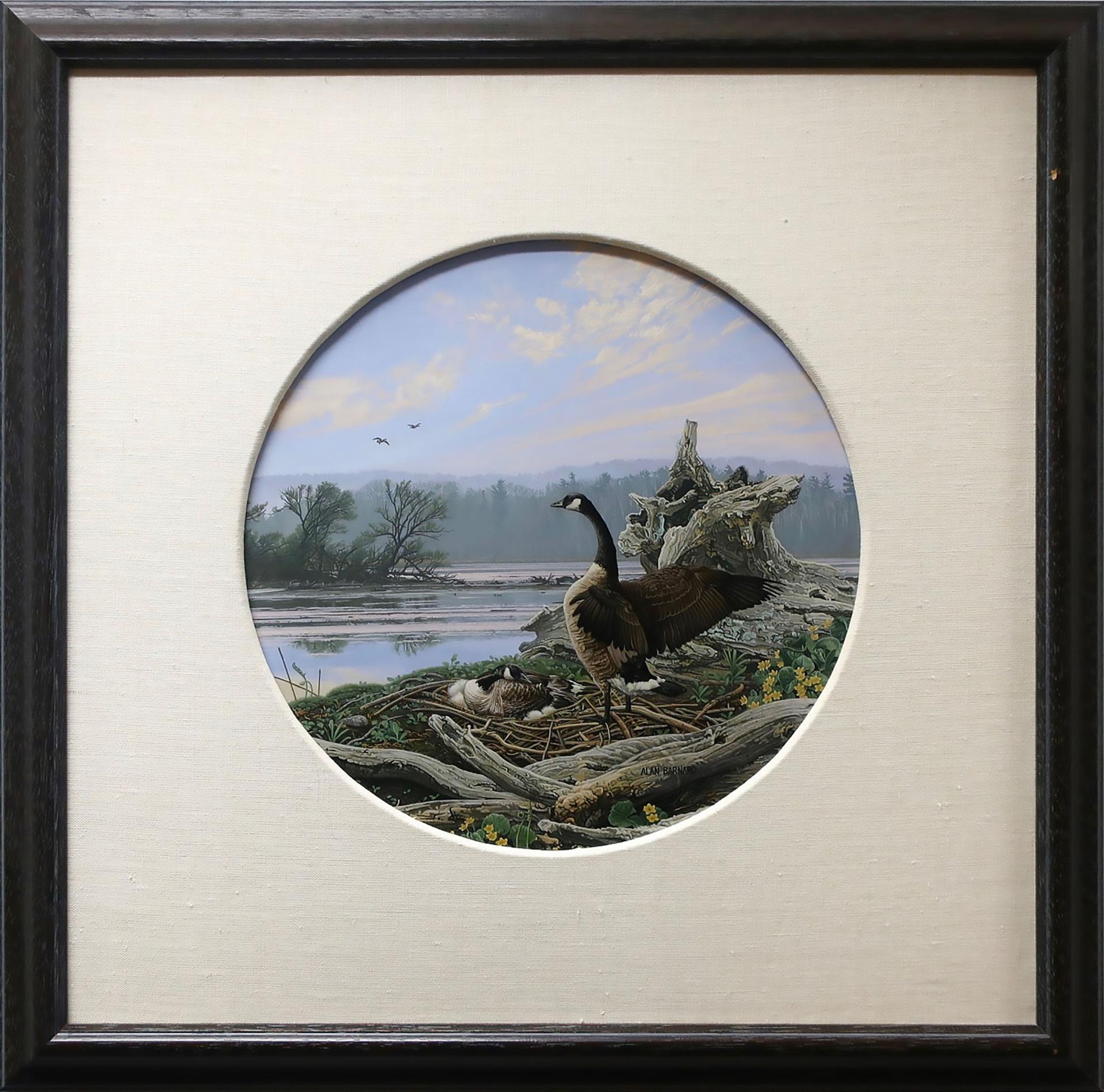 Alan Barnard (1962) - On The Nest, Cootes Paradise