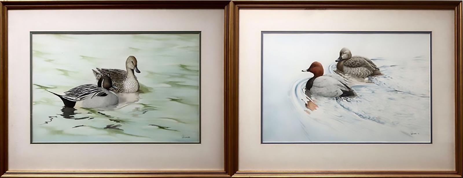 Owen Williams (1956) - Ducks