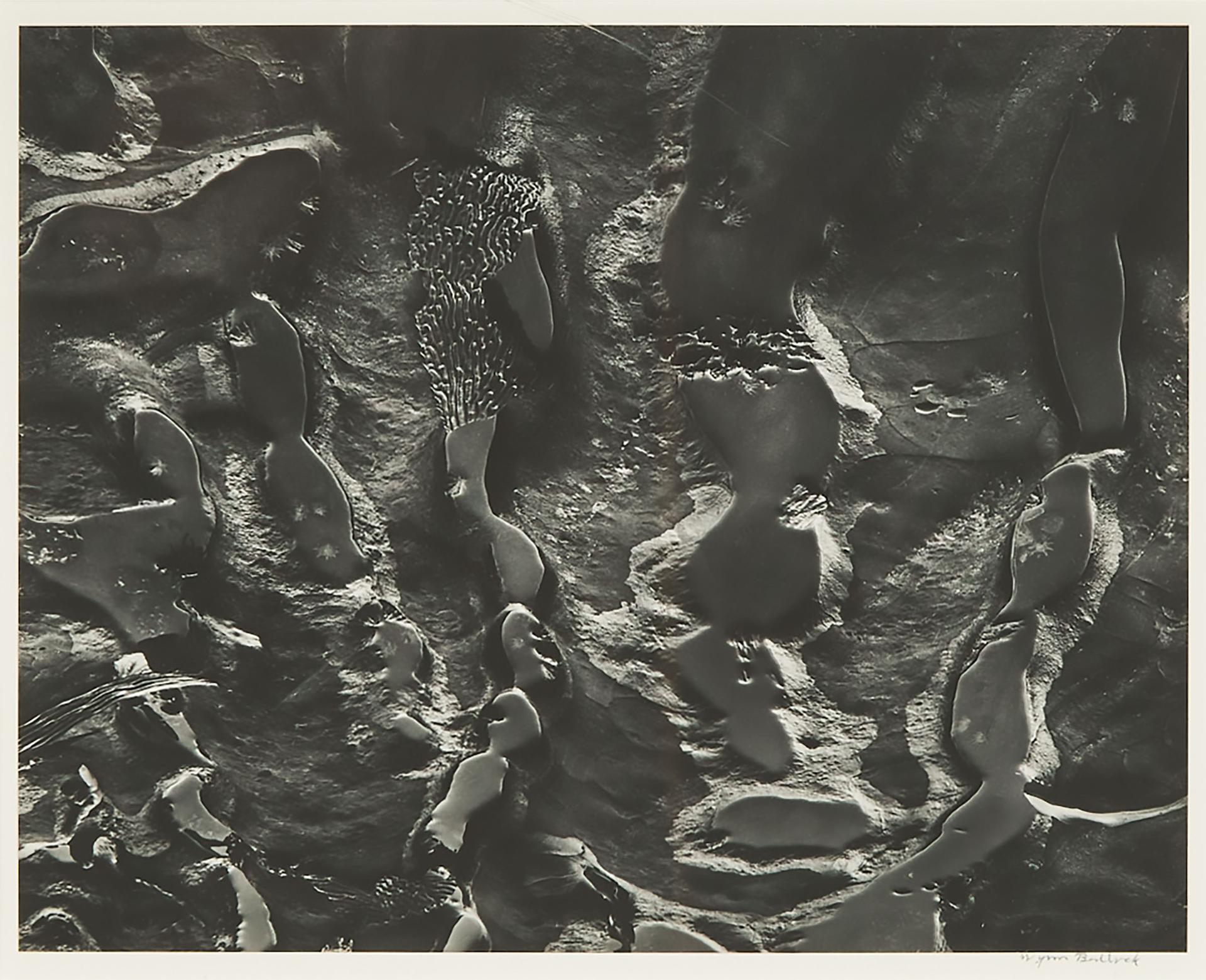 Wynn Bullock - Point Lobos, Tide Pools (From