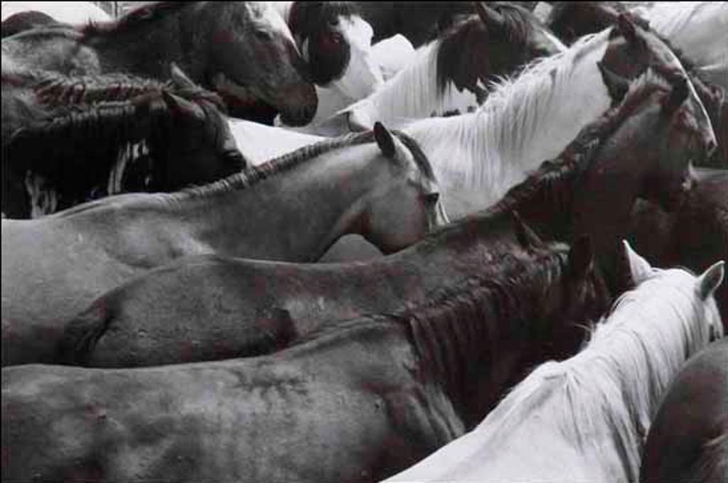 Robin Armour (1947) - Bucking Broncs (02851/2013-3151)