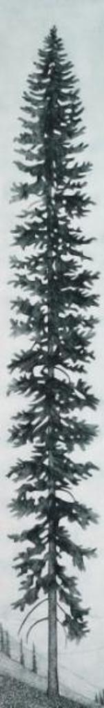 Paul Lapointe - Mountain Spruce