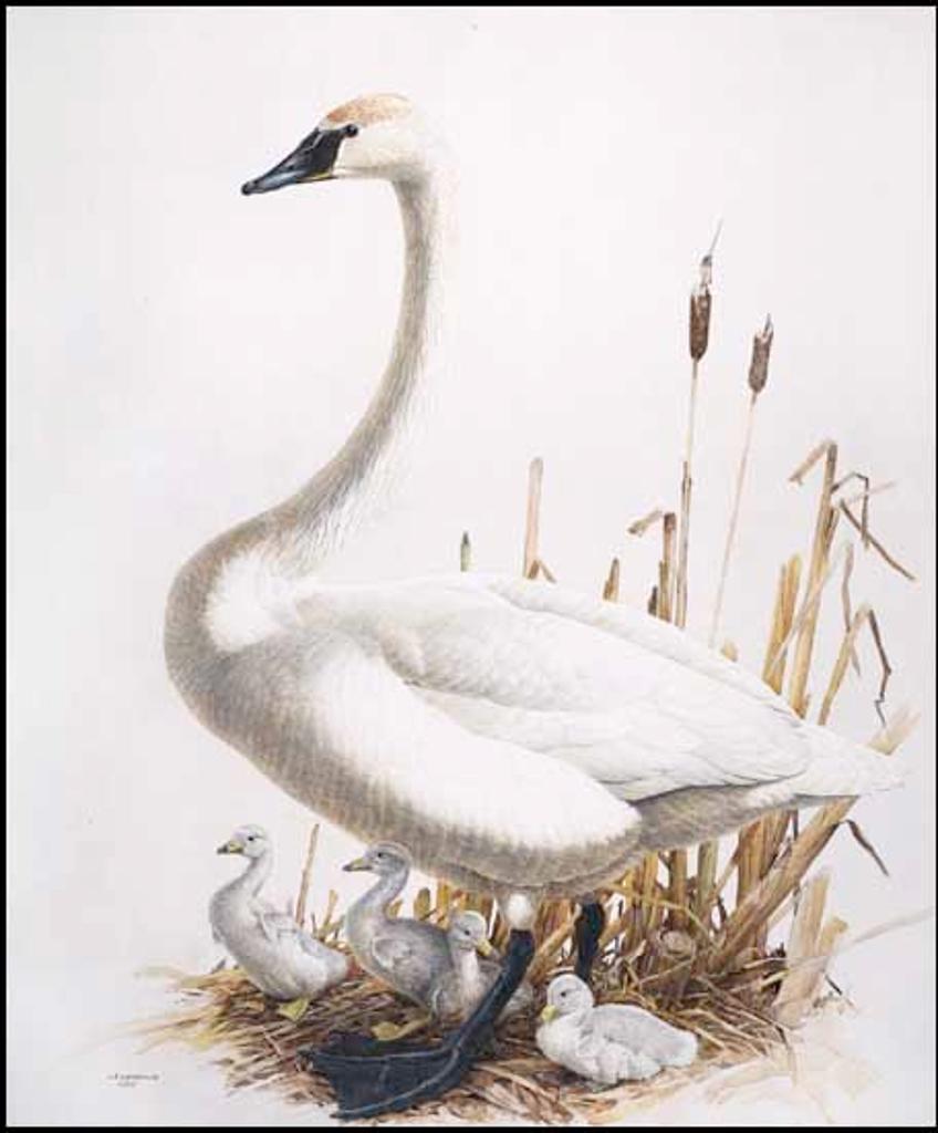 James Fenwick Lansdowne (1937-2008) - Trumpeter Swan