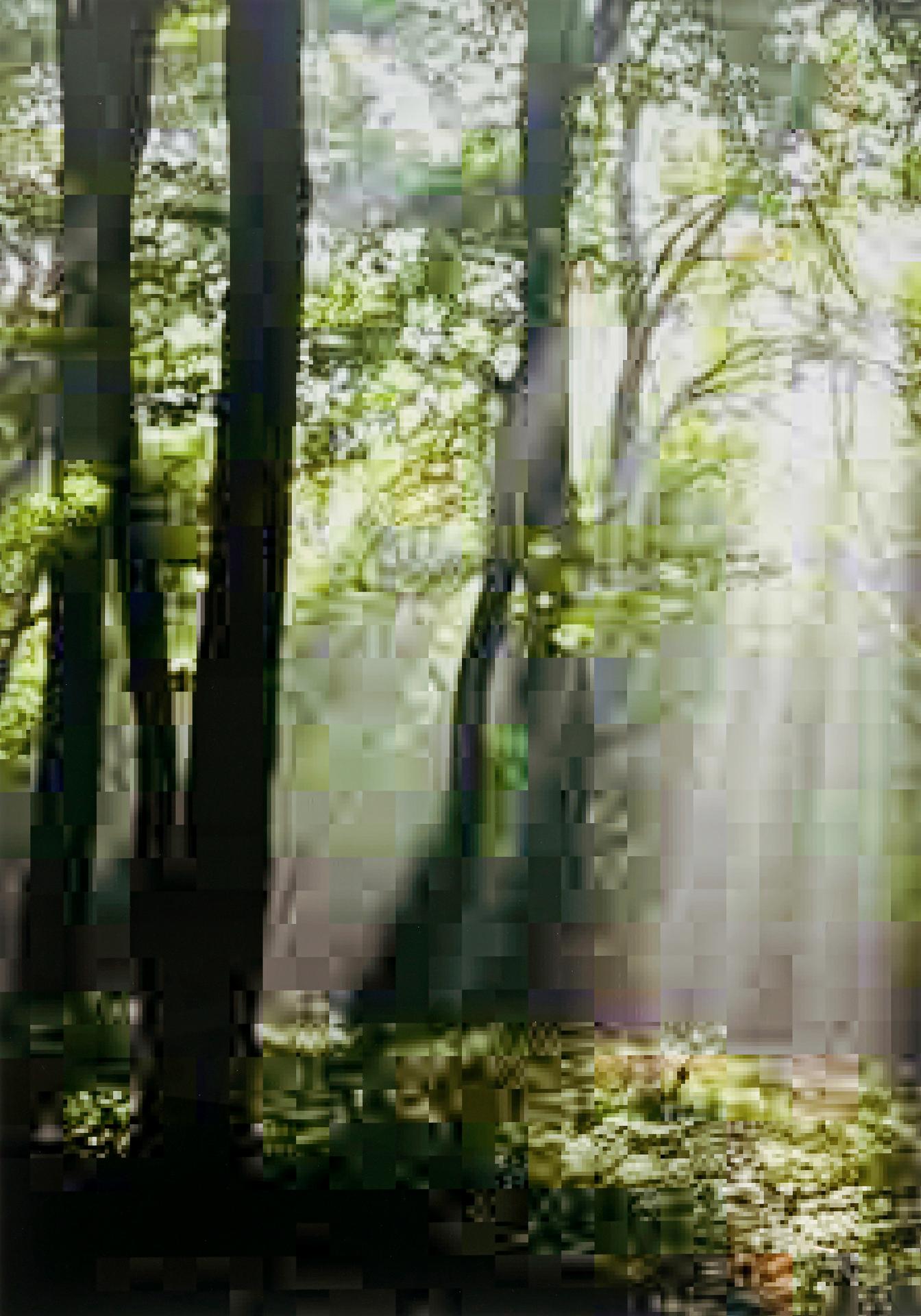 Thomas Ruff - Jpegs (Forest) , 2006