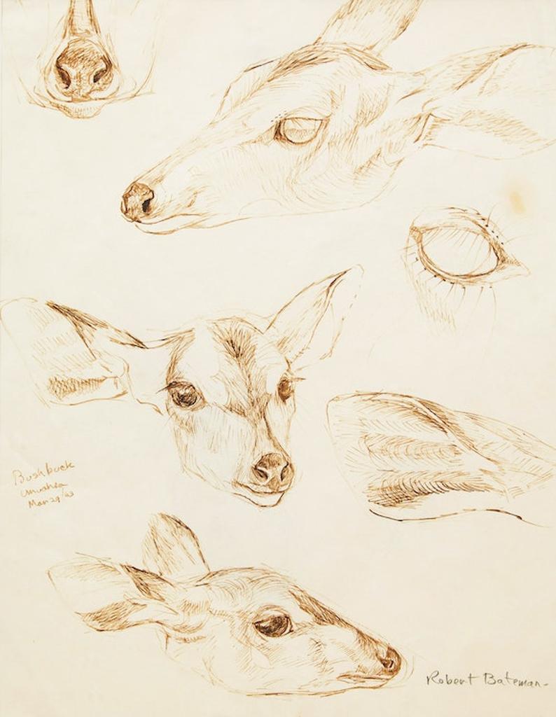 Robert Mclellan Bateman (1930-1922) - Bushbuck, Umuahia