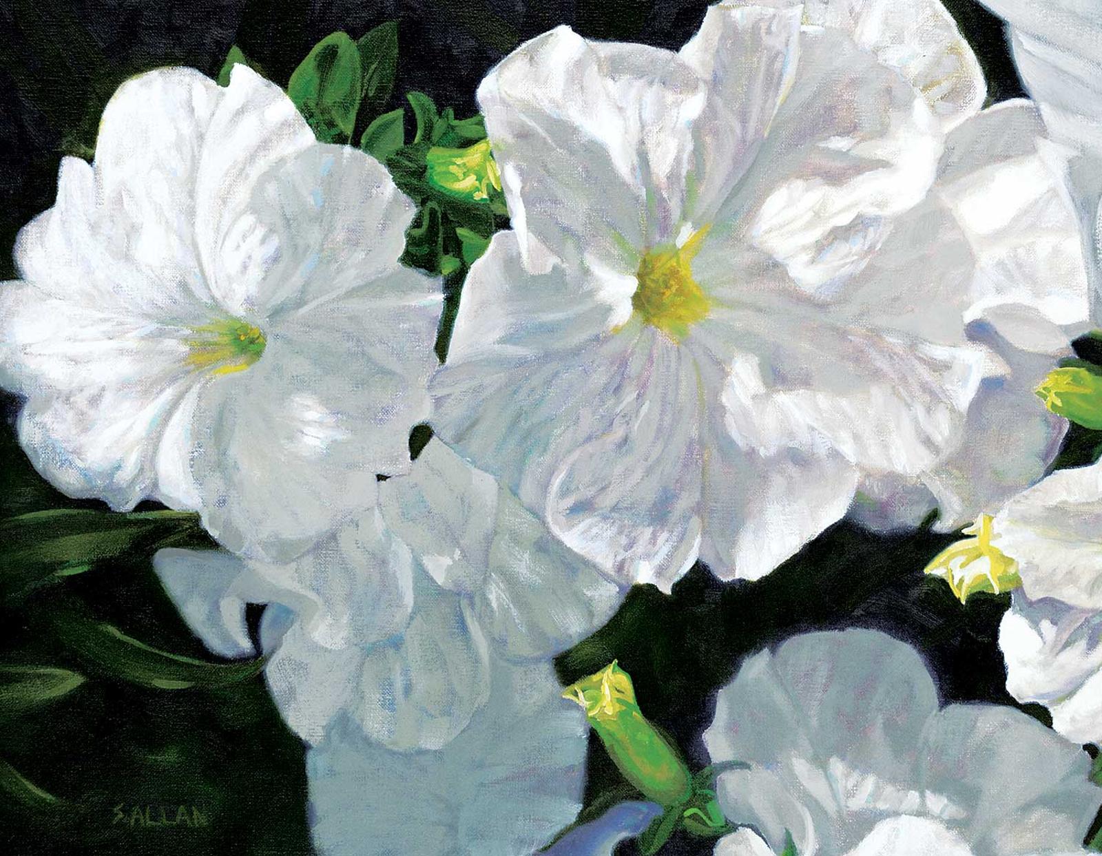 Steve Allan - Spirit of Nature