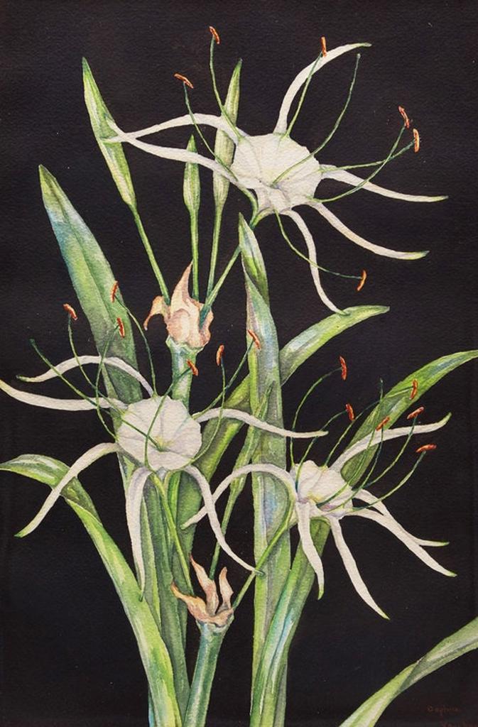 Daphne Vaughan - Floral Study