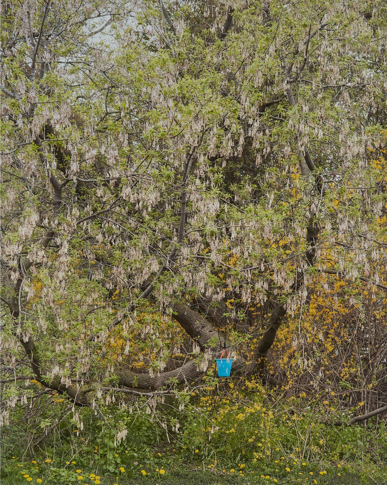 April Hickox (1955) - Invasive Species No. 21, 2014