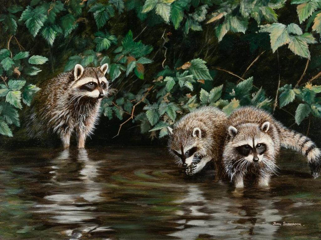 Joan Sharrock (1946-2006) - Racoon Family