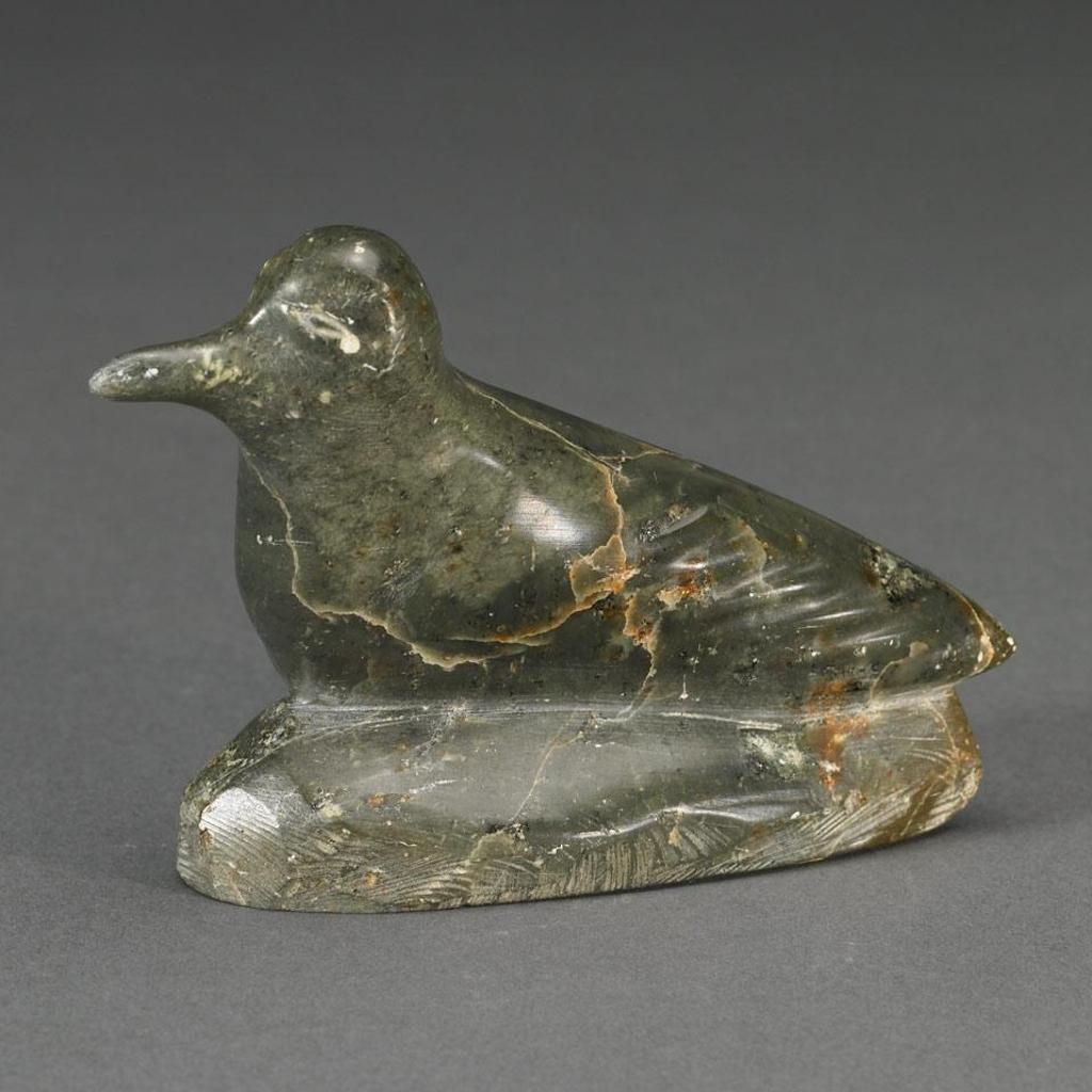 Noah Nowra - Bird