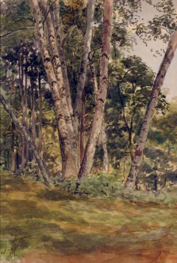 James Edward Hervey (J.E.H.) MacDonald (1873-1932) - Birch Woods; 1909