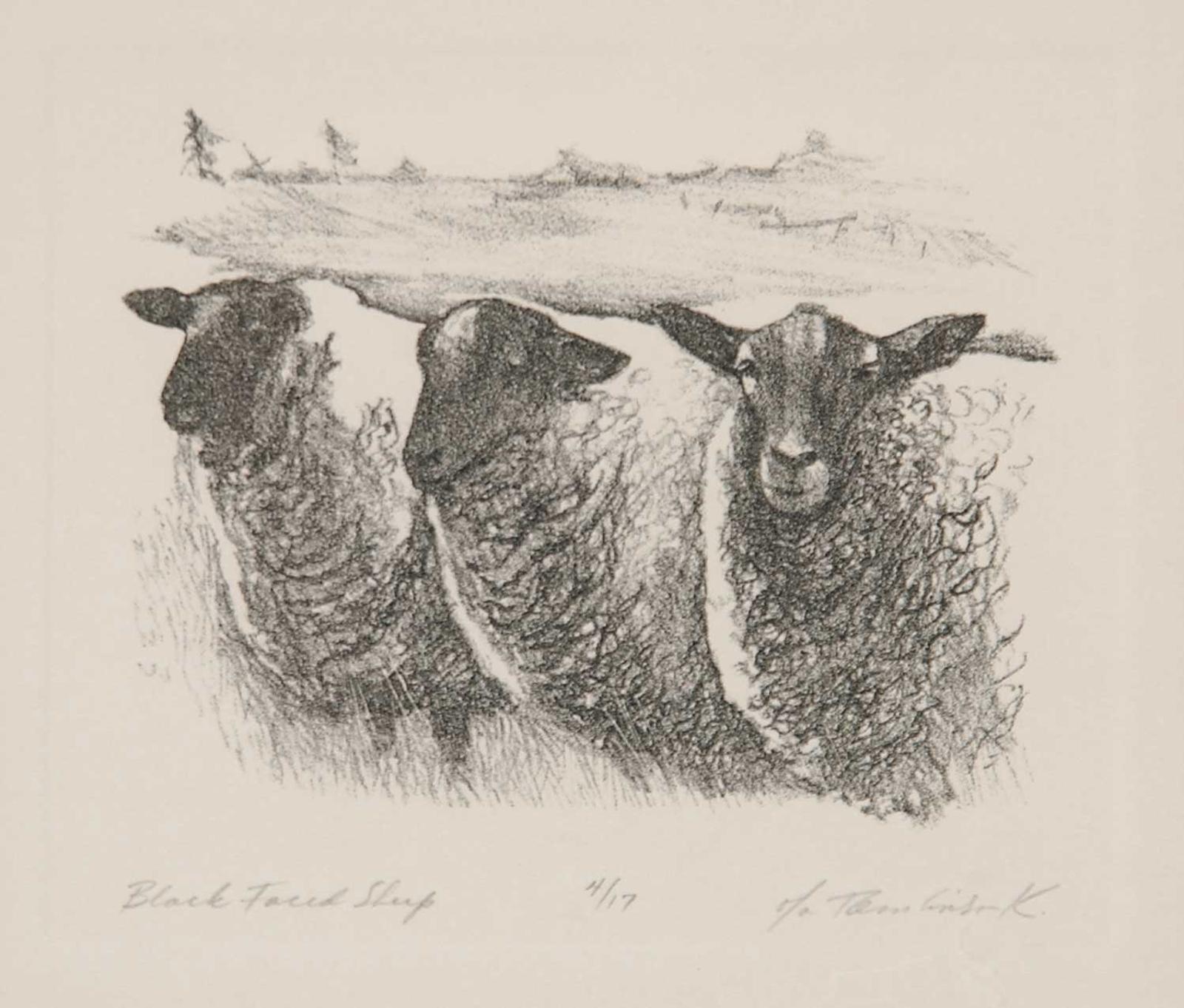 Olga K. Tomlinson - Black Faced Sheep  #4/17