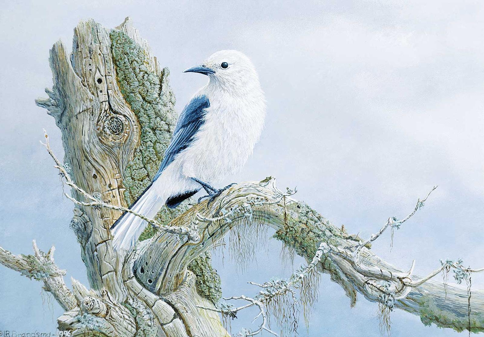 Louis R. Brandsma - Clark's Nutcracker
