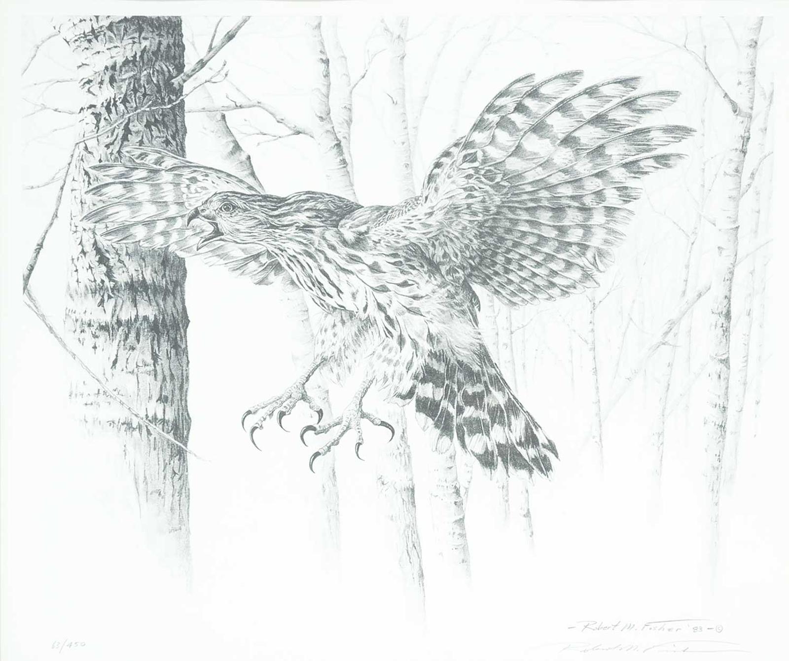 Robert M. Fisher - Untitled - Cooper's Hawk #63/450