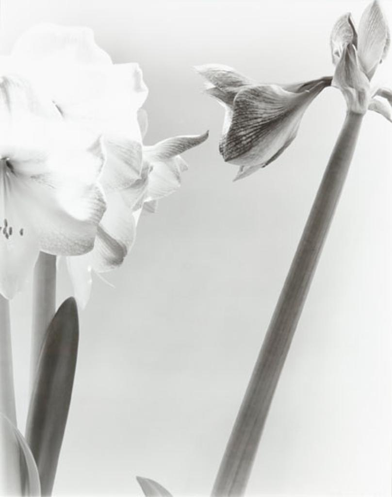 Carol Marino (1943) - Forthright Flowers (03365/184)