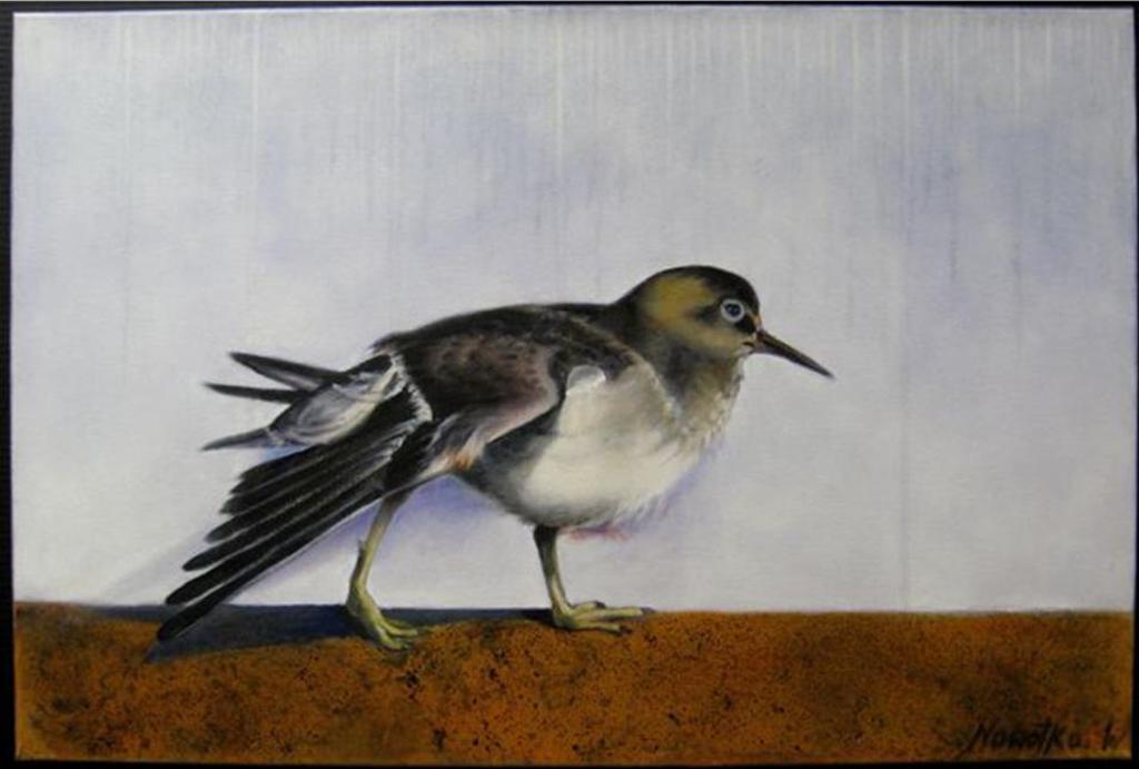 Wanda Nowotko - Wounded Bird