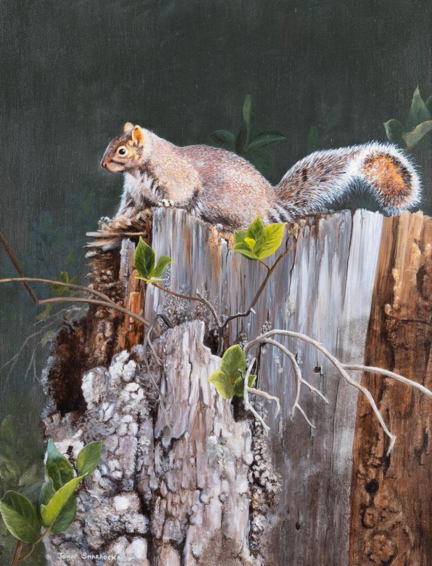 Joan Sharrock (1946-2006) - Grey Squirrel