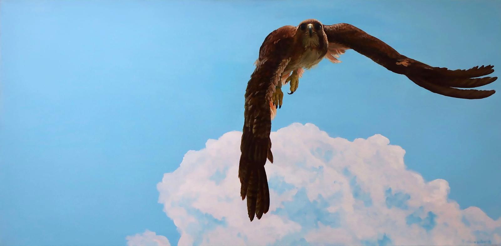 Steve Wilson - Locked On Target (Red Tailed Hawk)