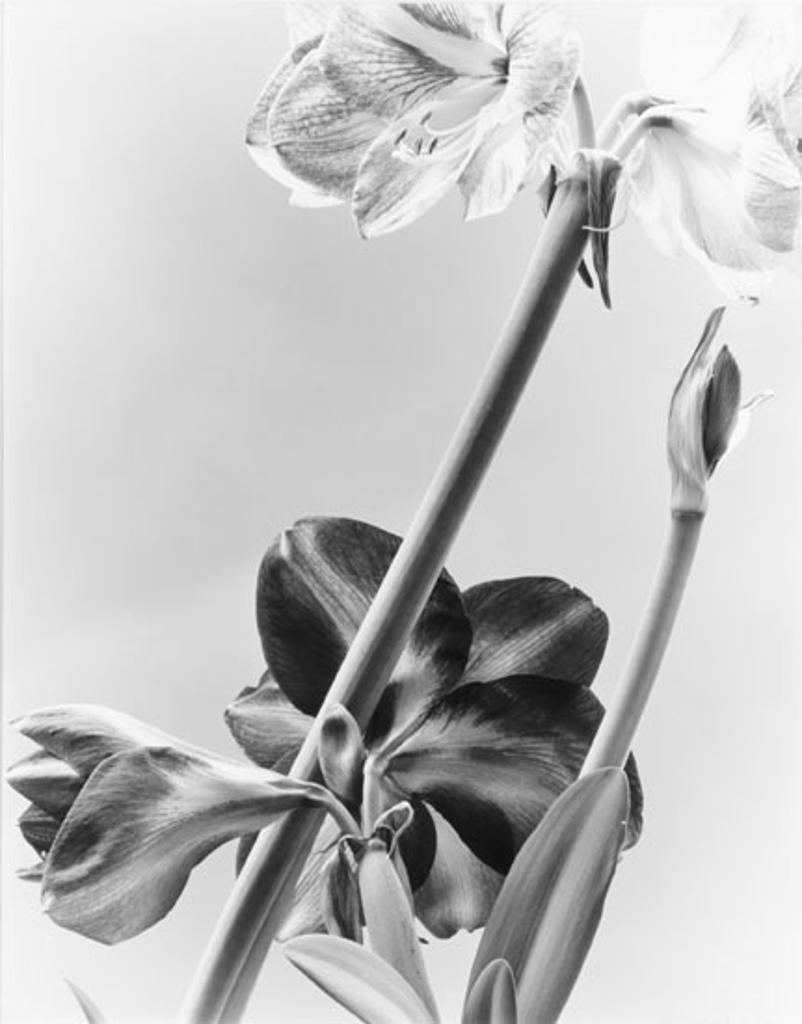 Carol Marino (1943) - Forthright Flowers (03370/184)