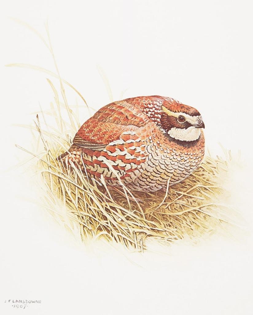 James Fenwick Lansdowne (1937-2008) - Three Bird Studies