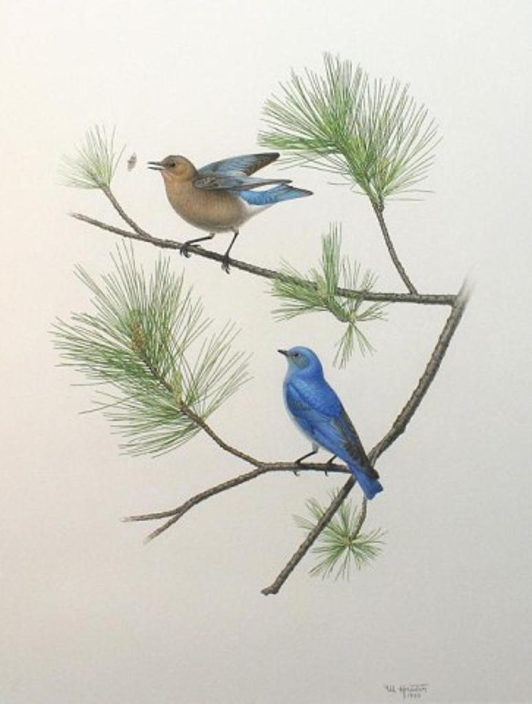 Hunter - Indigo Bunting - Male & Female