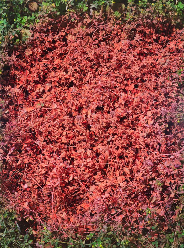 Andrew Dadson - Black Medic (Medicago Lupulina) Orange