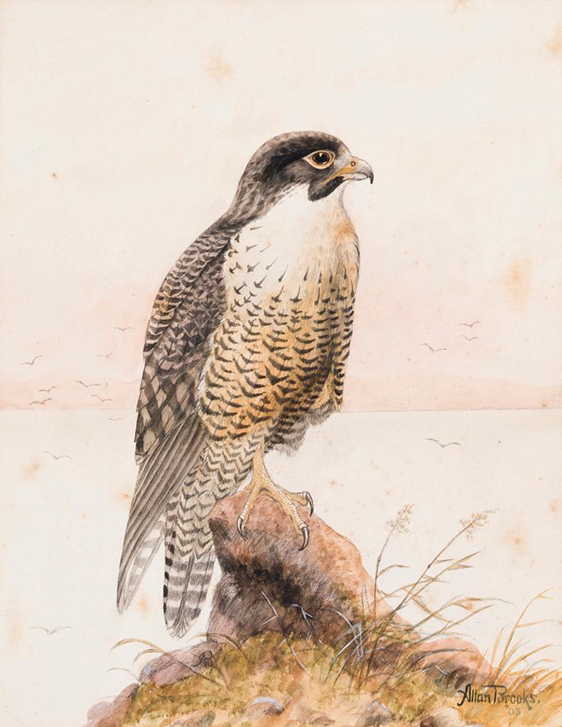 Allan Brooks (1869-1946) - Hawk