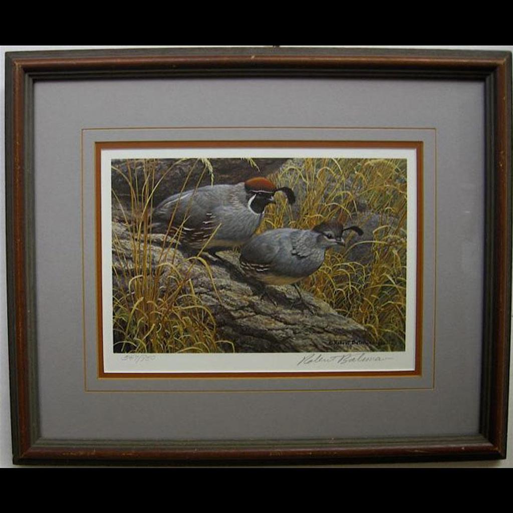 Robert Mclellan Bateman (1930-1922) - Gambel’S Quail Pair