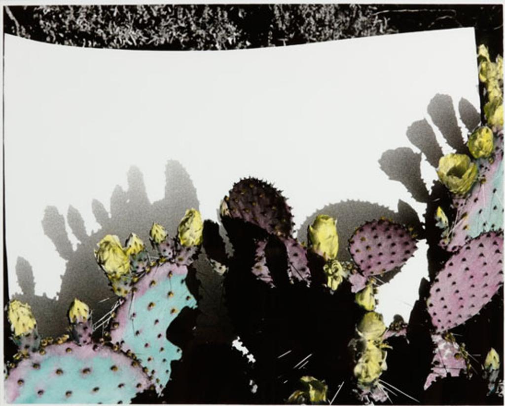 Martha Henrickson (1942) - Purple Prickly Pear I (03402/284)